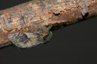 Notodonta tritophus
