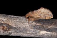 Ptilophora plumigera