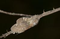 Stauropus fagi
