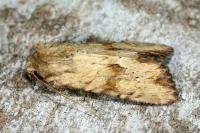Apamea sublustris