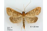 Dolicharthria aetnaealis