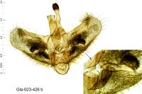 Dolicharthria aetnaealis