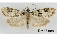 Eudonia delunella