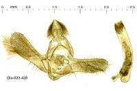 Eudonia delunella