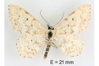 Scopula marginepunctata