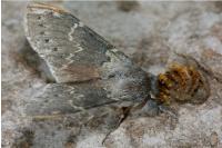Stauropus fagi