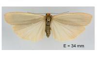 Eilema caniola