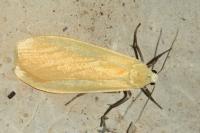 Wittia sororcula