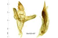 Delplanqueia dilutella