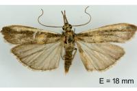 Etiella zinckenella