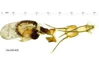 Etiella zinckenella