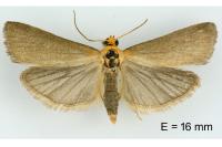 Eurhodope cirrigerella