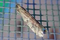 Ephestia woodiella