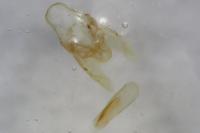 Ephestia woodiella