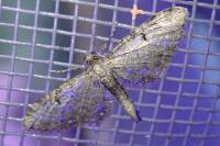 Eupithecia virgaureata