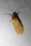Wittia sororcula