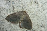 Operophtera brumata