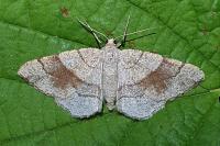 Adactylotis contaminaria