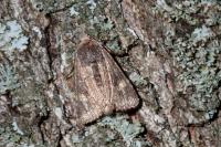 Dryobota labecula