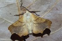 Ennomos fuscantaria