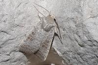 Hoplodrina ambigua
