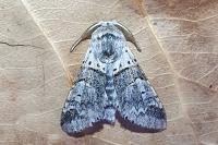 Furcula bifida