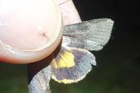 Noctua janthina