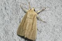 Mythimna straminea