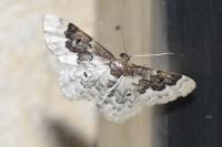 Idaea rusticata