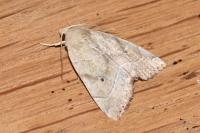Cosmia trapezina