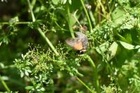 Macroglossum stellatarum