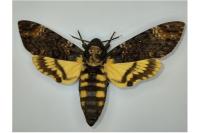 Acherontia atropos