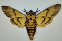 Acherontia atropos