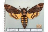 Acherontia atropos