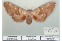 Laothoe populi
