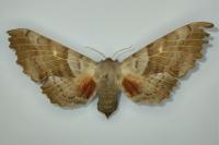 Laothoe populi