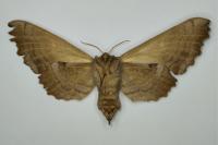 Laothoe populi