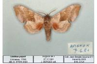 Laothoe populi