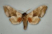 Laothoe populi