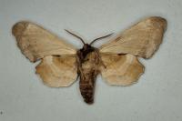 Laothoe populi