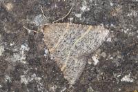Perigune narbonea