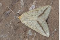 Aspitates gilvaria