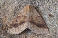 Crocallis dardoinaria
