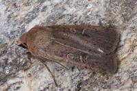 Xestia xanthographa