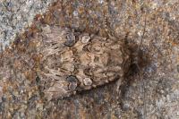 Anarta pugnax