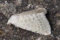 Rhypagla lacernaria