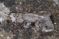 Stilbia philopalis
