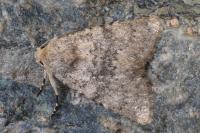 Polymixis dubia