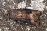 Agrotis ipsilon