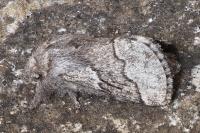 Trichiura crataegi